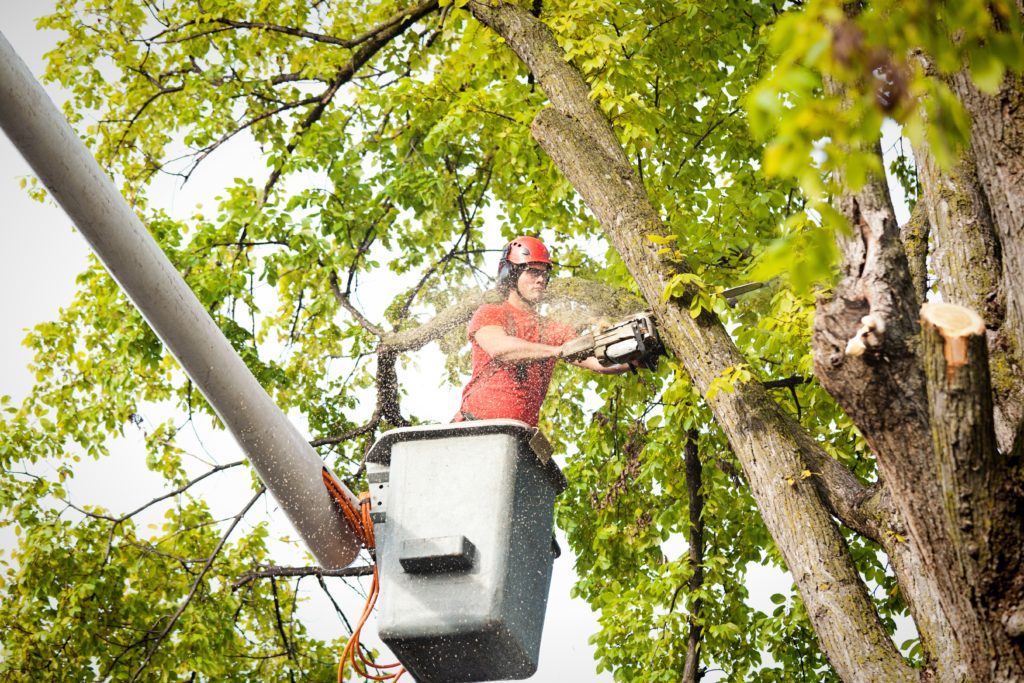 Tree Services Provider